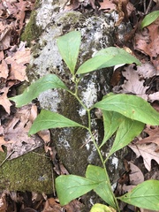 Hybanthus concolor
