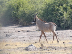 Hippotragus equinus equinus
