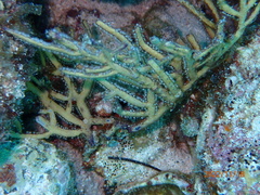 Pterogorgia citrina