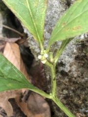 Hybanthus concolor