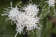 Ageratina wrightii