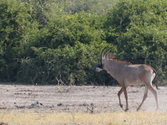 Hippotragus equinus equinus