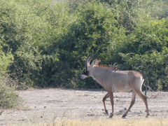 Hippotragus equinus equinus