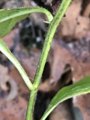 Hybanthus concolor