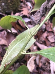 Hybanthus concolor