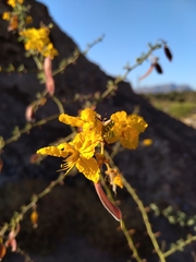 Parkinsonia praecox