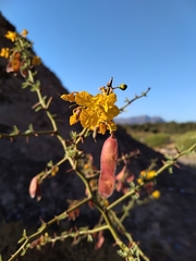 Parkinsonia praecox