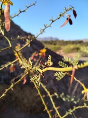 Parkinsonia praecox