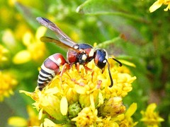 Euodynerus annulatus