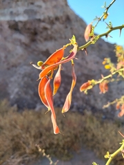 Parkinsonia praecox