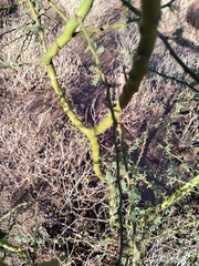 Parkinsonia praecox