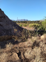 Parkinsonia praecox