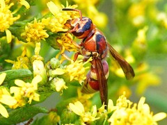 Euodynerus pratensis