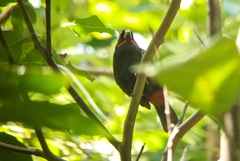 Melopyrrha violacea