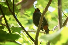 Melopyrrha violacea