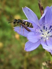 Stenodynerus ammonia paraensis