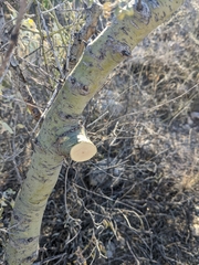 Parkinsonia microphylla
