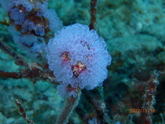 Clavelina picta