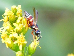 Euodynerus annulatus