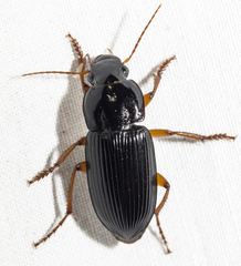 Harpalus