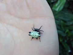 Gasteracantha cancriformis
