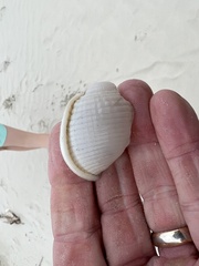 Semicassis granulata