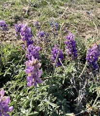 Lupinus formosus