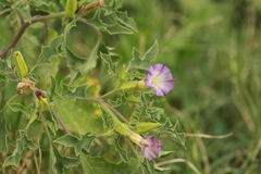 Datura quercifolia