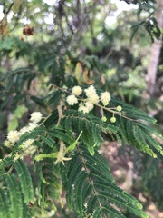 Acacia irrorata
