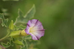 Datura quercifolia