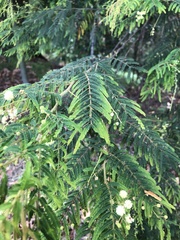 Acacia irrorata