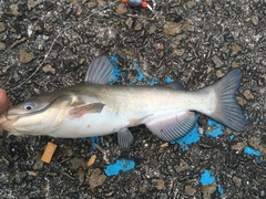 Ameiurus catus