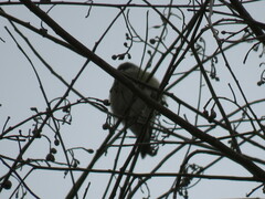 Vireo chivi