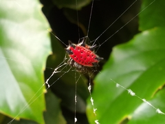 Gasteracantha cancriformis