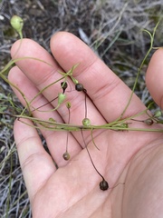 Agalinis edwardsiana