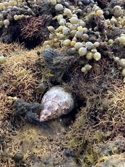 Phasianella australis