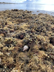 Phasianella australis