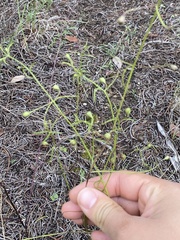 Agalinis edwardsiana
