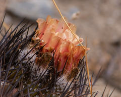 Eriosyce eriosyzoides