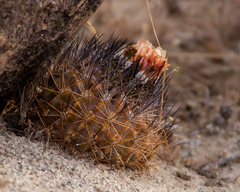 Eriosyce eriosyzoides