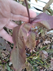 Penstemon