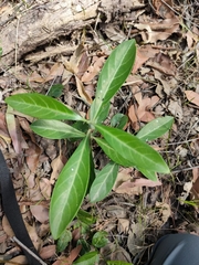 Psychotria daphnoides