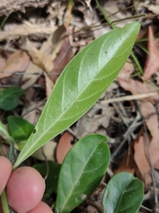 Psychotria daphnoides