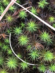 Polytrichum commune