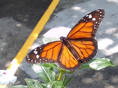 Danaus plexippus