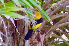 Icterus chrysater