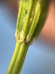 Equisetum