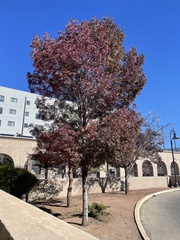 Fraxinus angustifolia oxycarpa