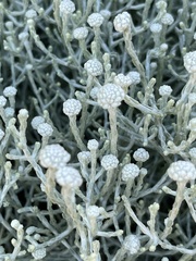 Leucophyta brownii
