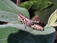 Paraidemona
